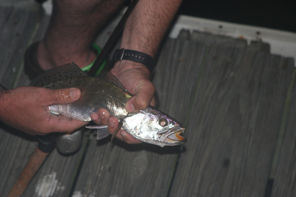 speckled sea trout fish