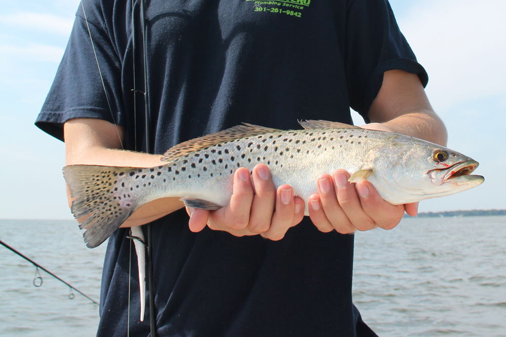 speckled sea trout in tangier