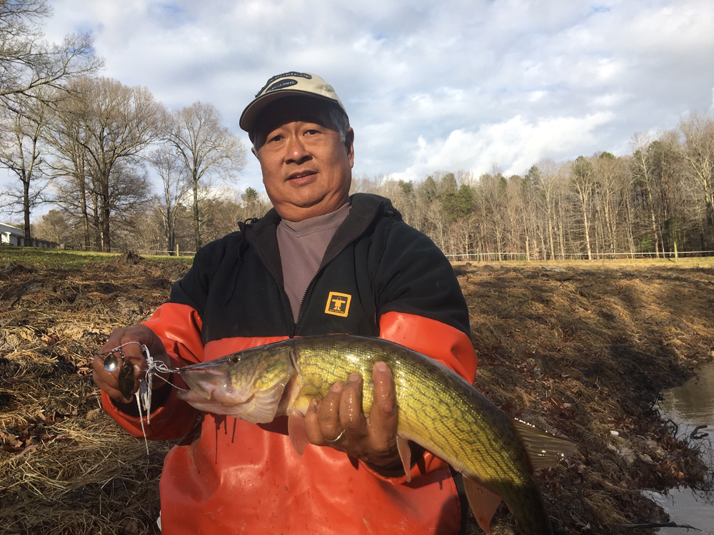 pickerel caught on spinnerbait