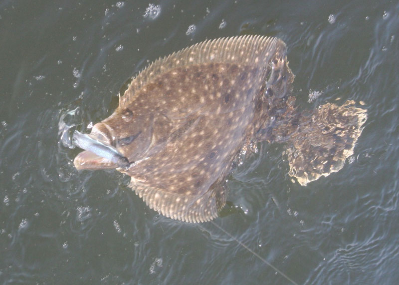 flounder fishing in the early spring