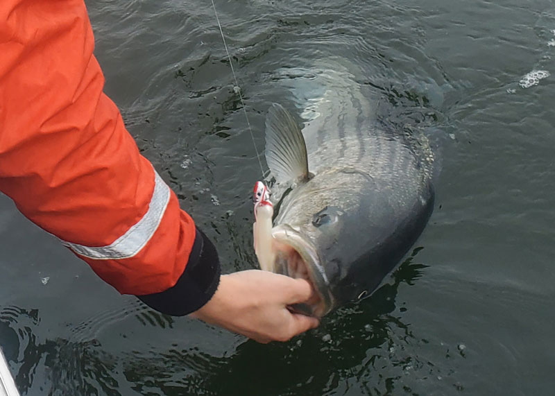 catching a striped bass in chesapeake bay