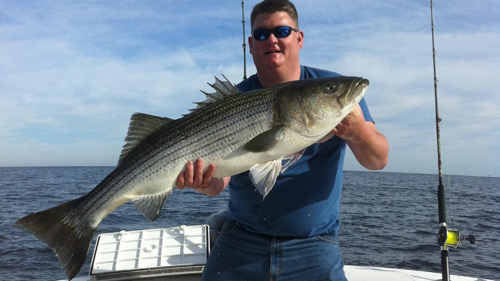 striped bass fishing