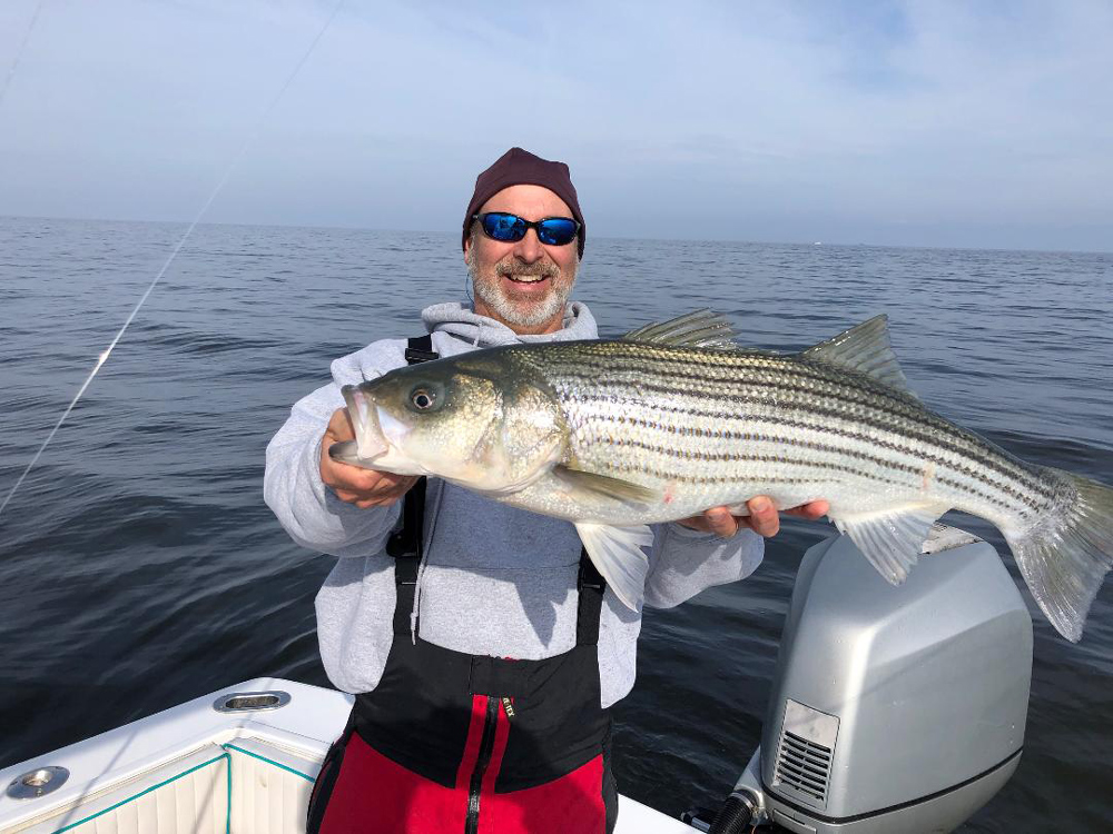 big striped bass in chesapeake bay