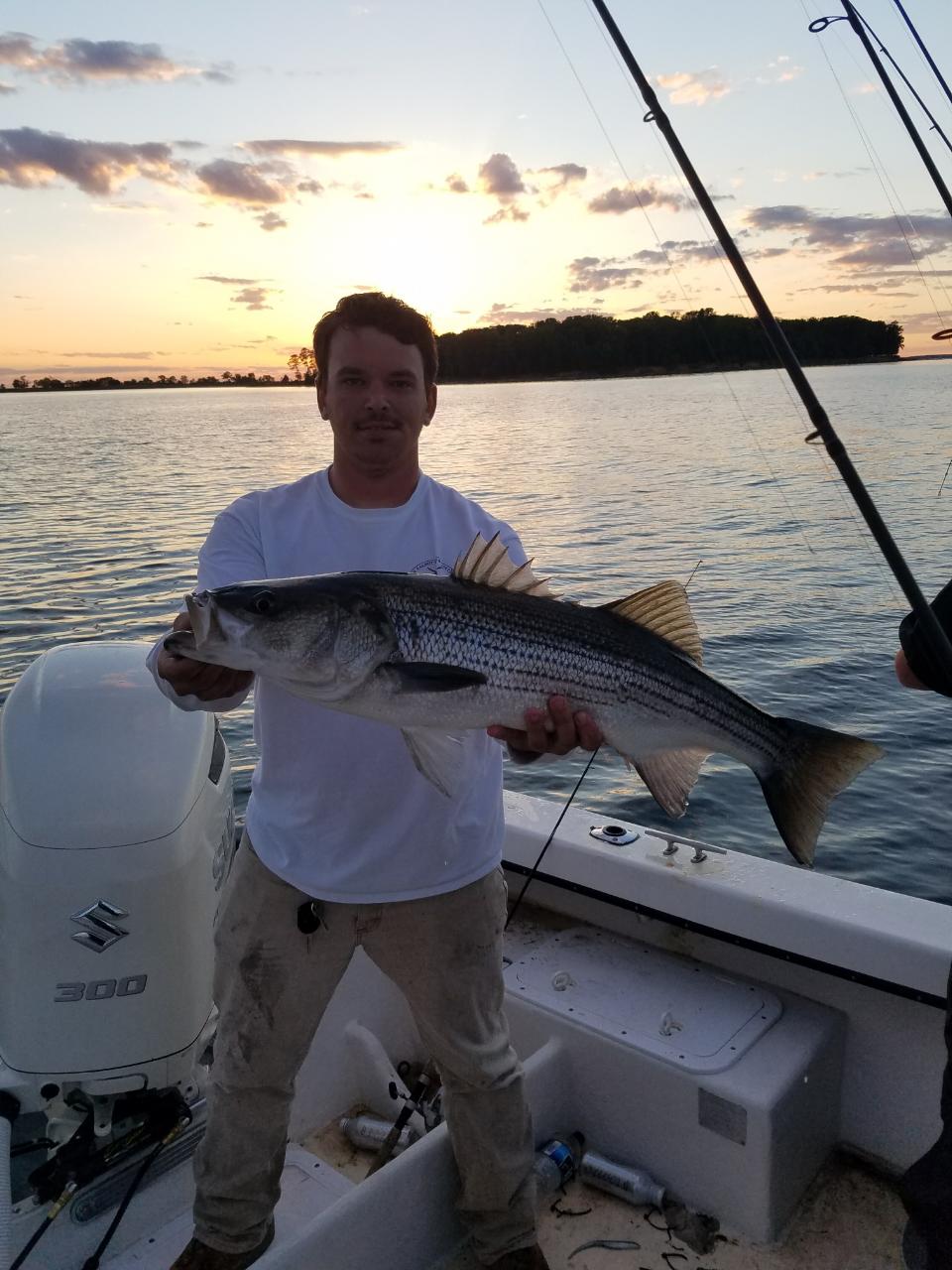 striped bass