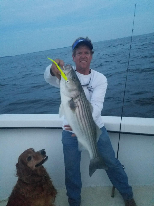 striped bass on a jig