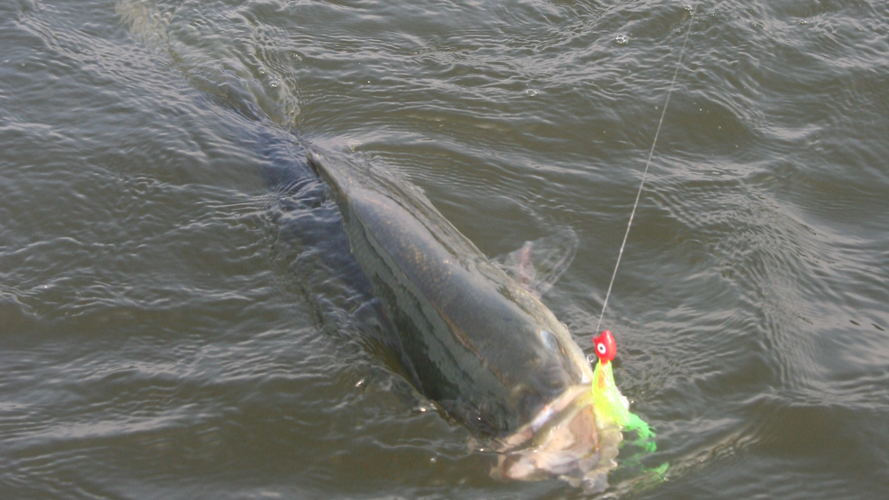 striped bass jigging