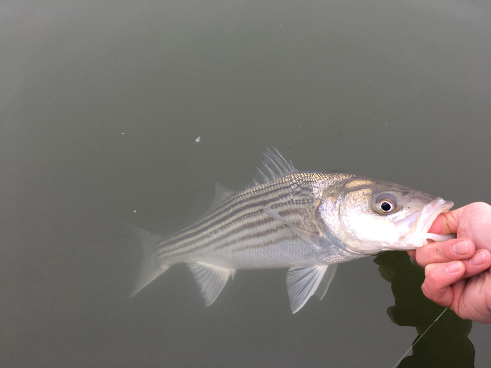 striped bass release