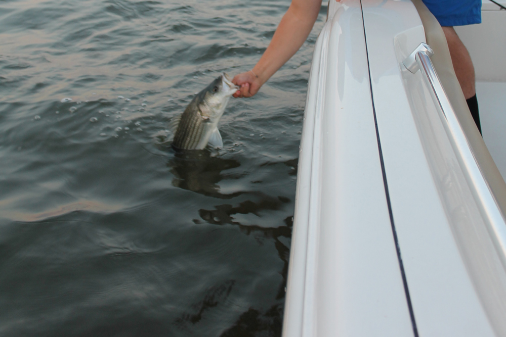 striped bass topwater