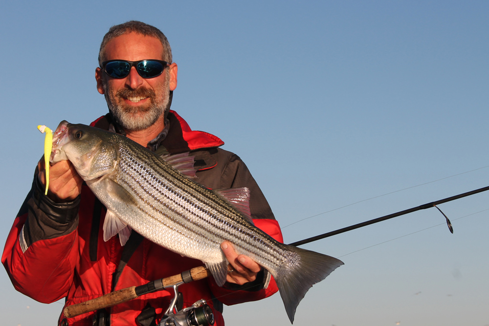 chesapeake bay stripers