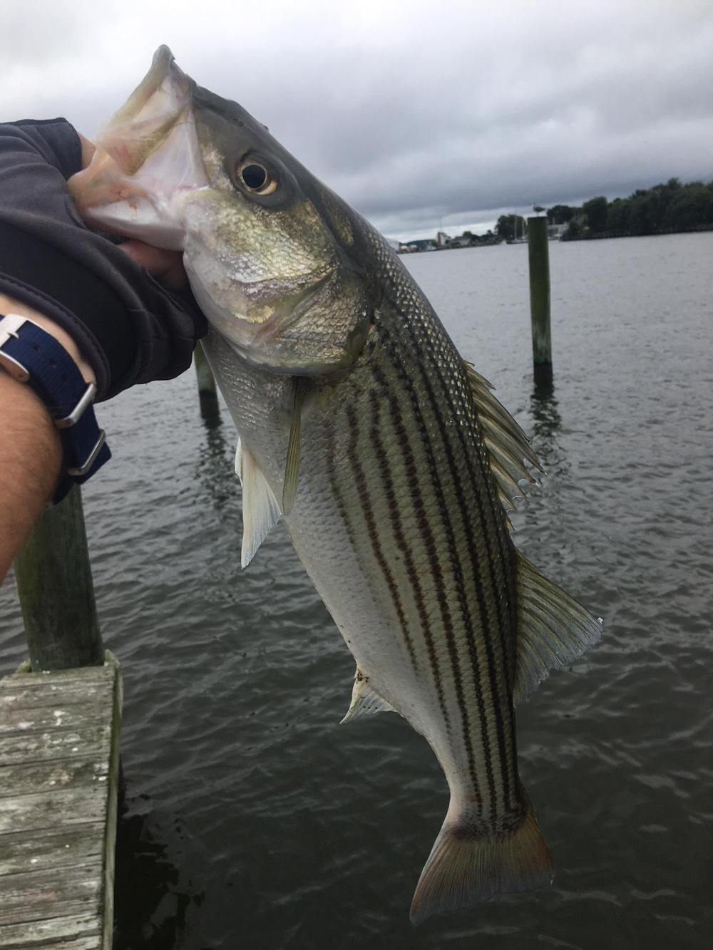 solomons stripers