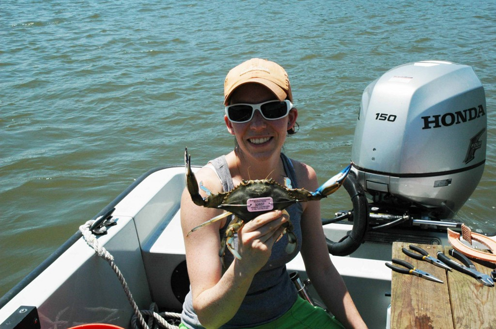 smithsonian crab tagging