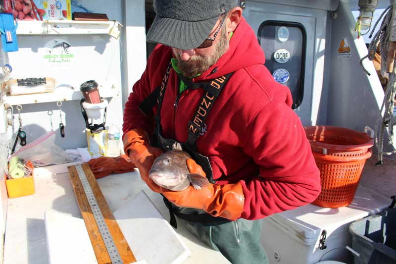 tagging tautog