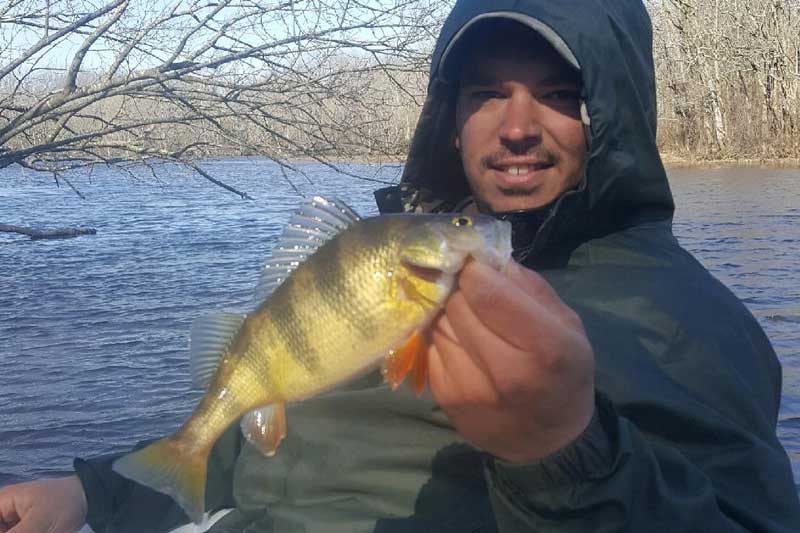 catching yellow perch