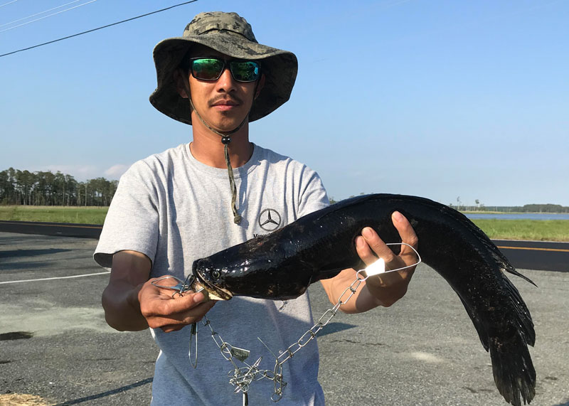 snakehead fishing