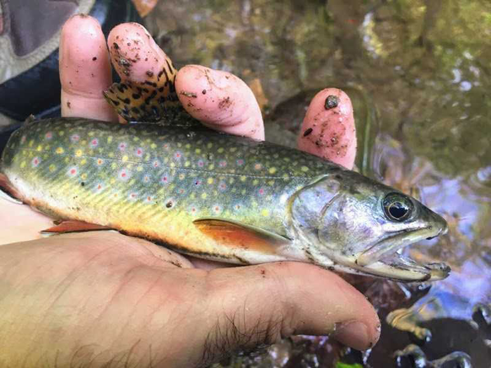 trout fishing with tenkara