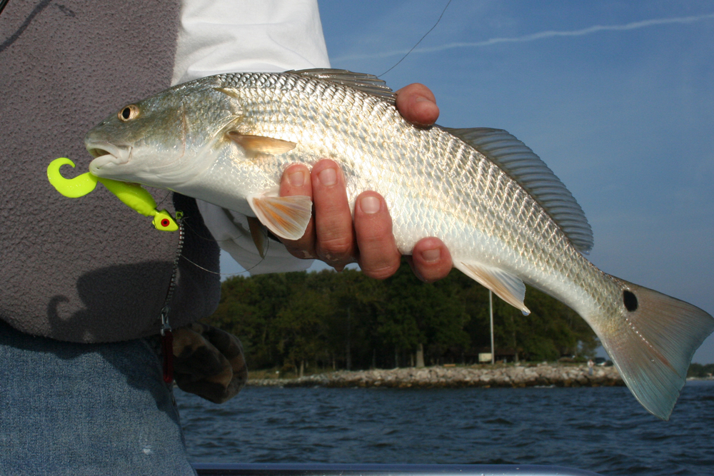 red drum caught in chesapeake bay