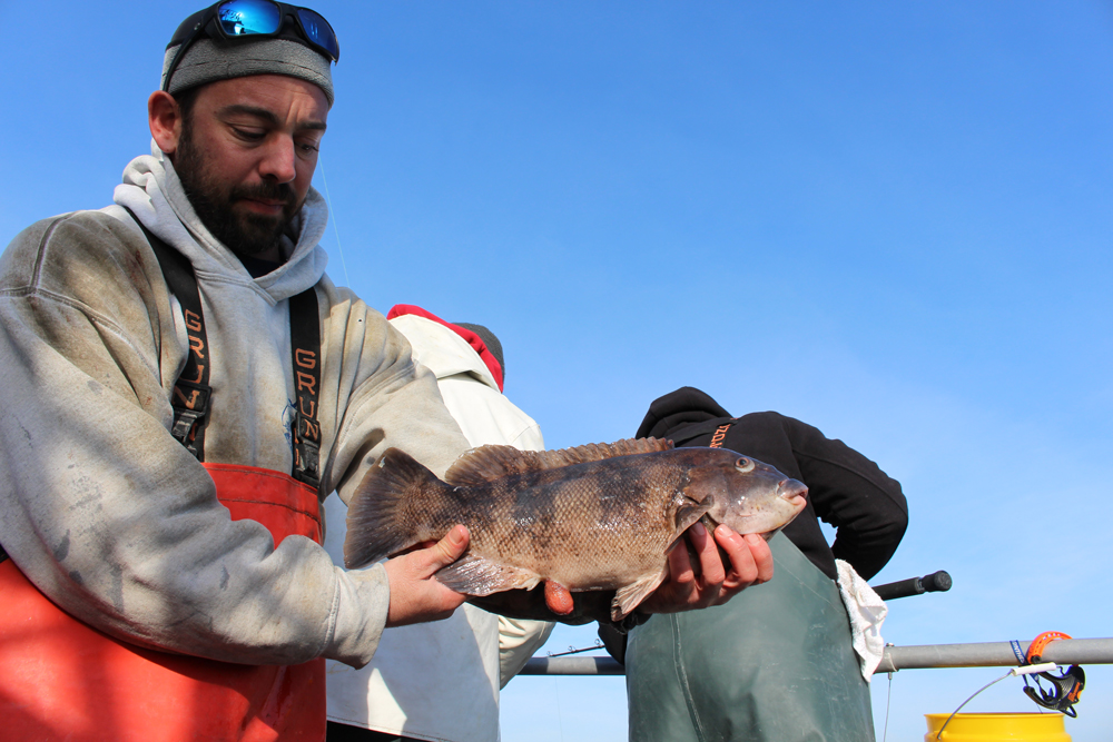 tautog caught in ocean city