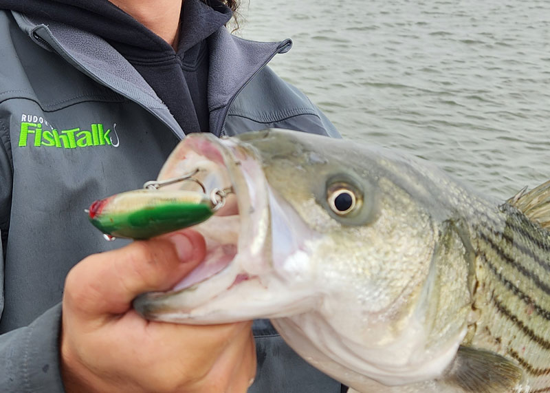rockfish on topwater lure
