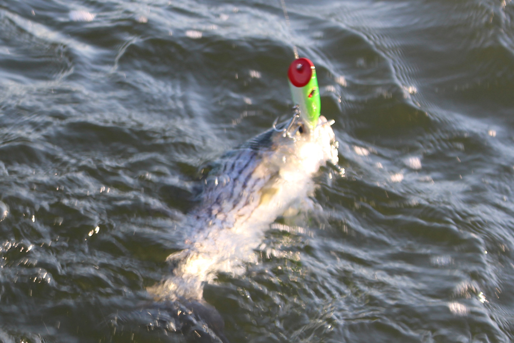 rockfish on a topwater plug