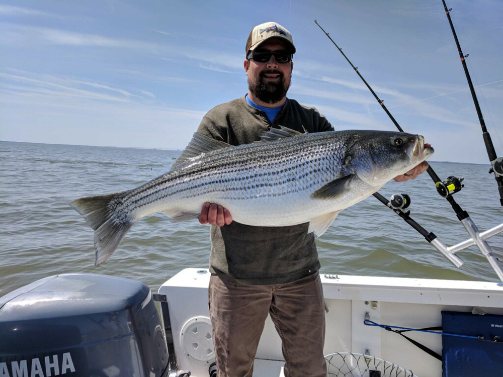 chesapeake bay trophy rock