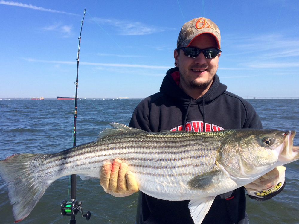 trophy spring strip[ed bass on chesapeake bay