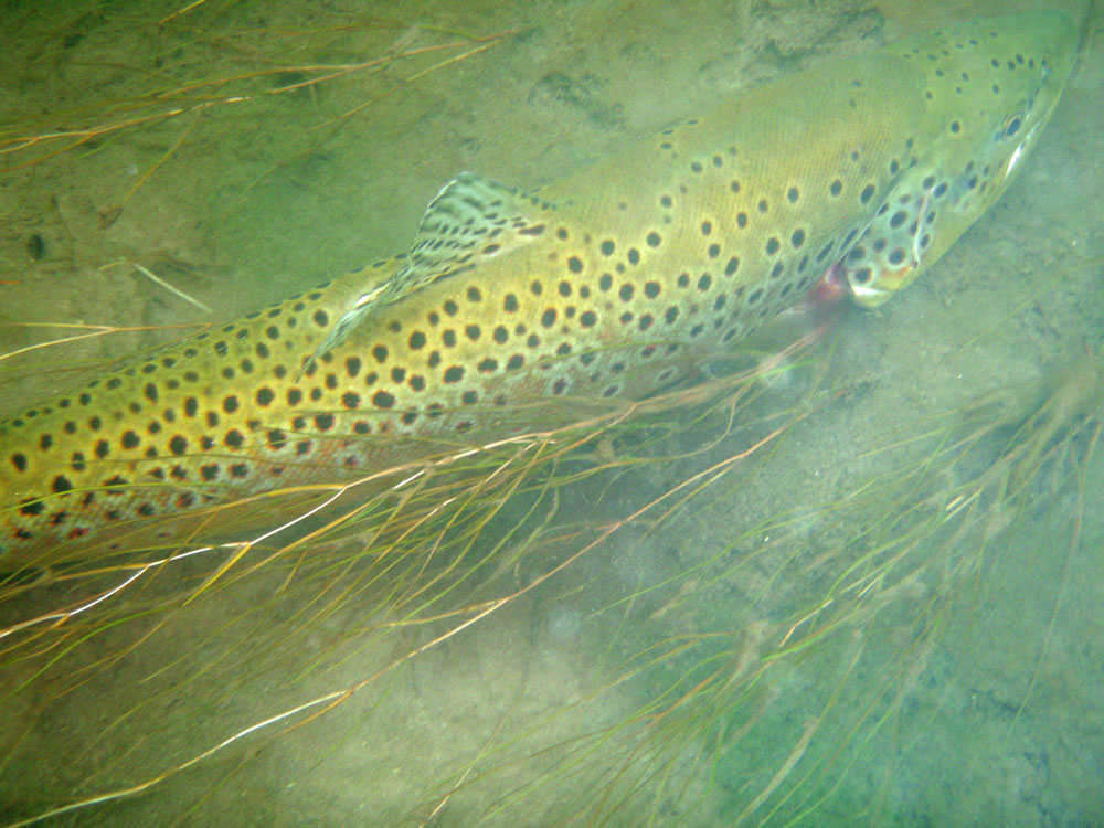 trout fishing