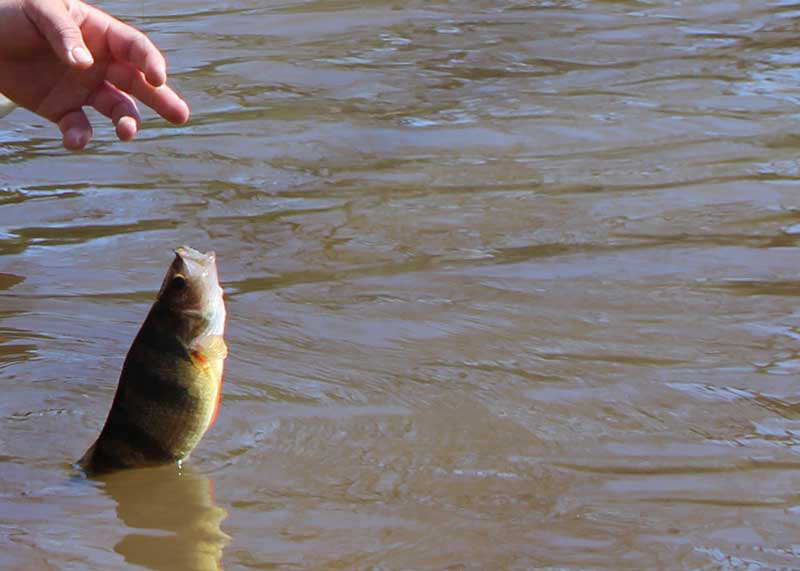 upper chesapeake bay yellow perch