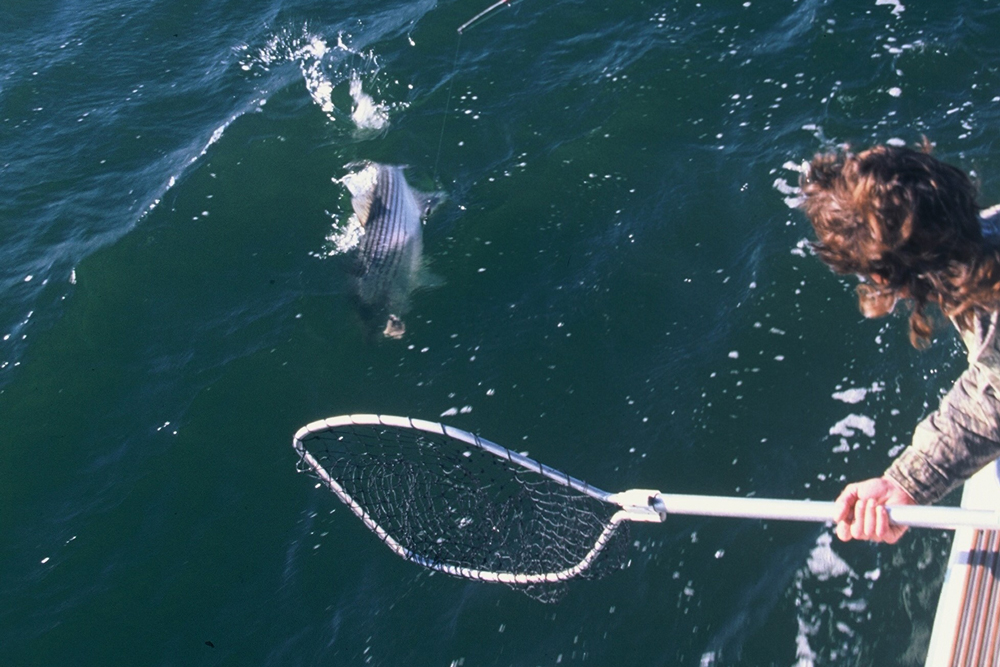 striped bass fishing