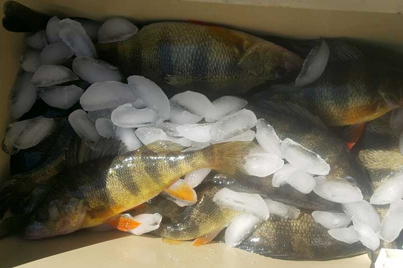 perch in a cooler