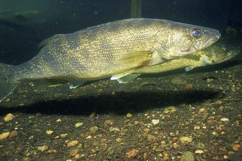 walleye underwater