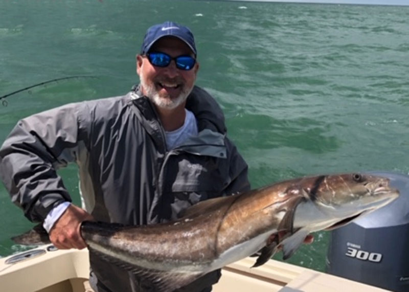 cobia fishing