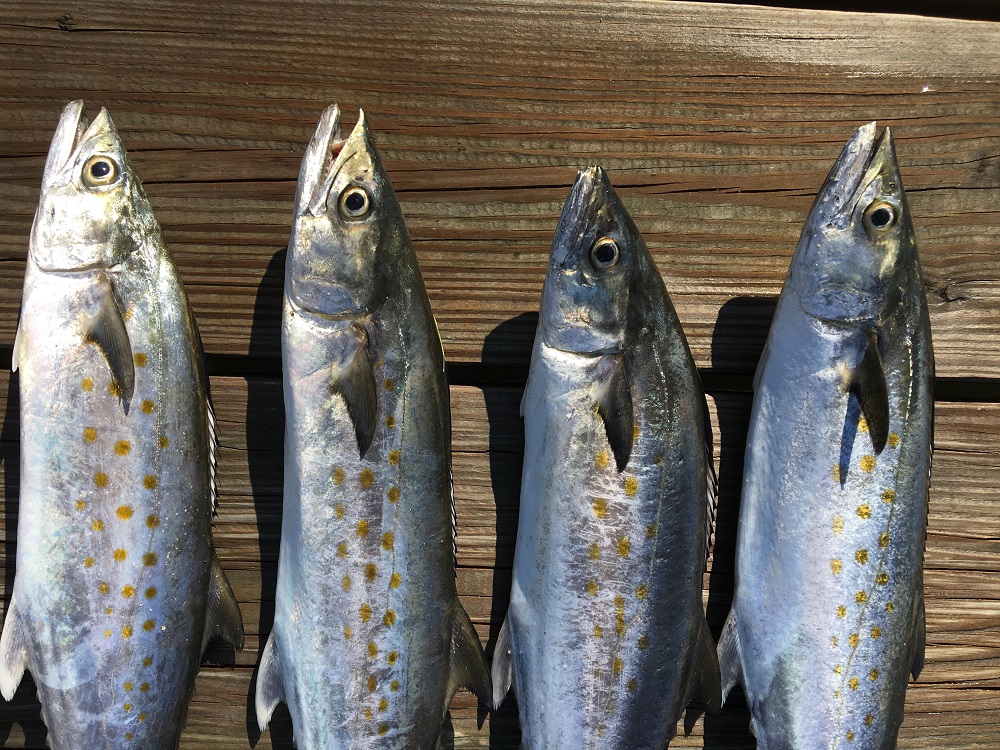 mackerel fishing