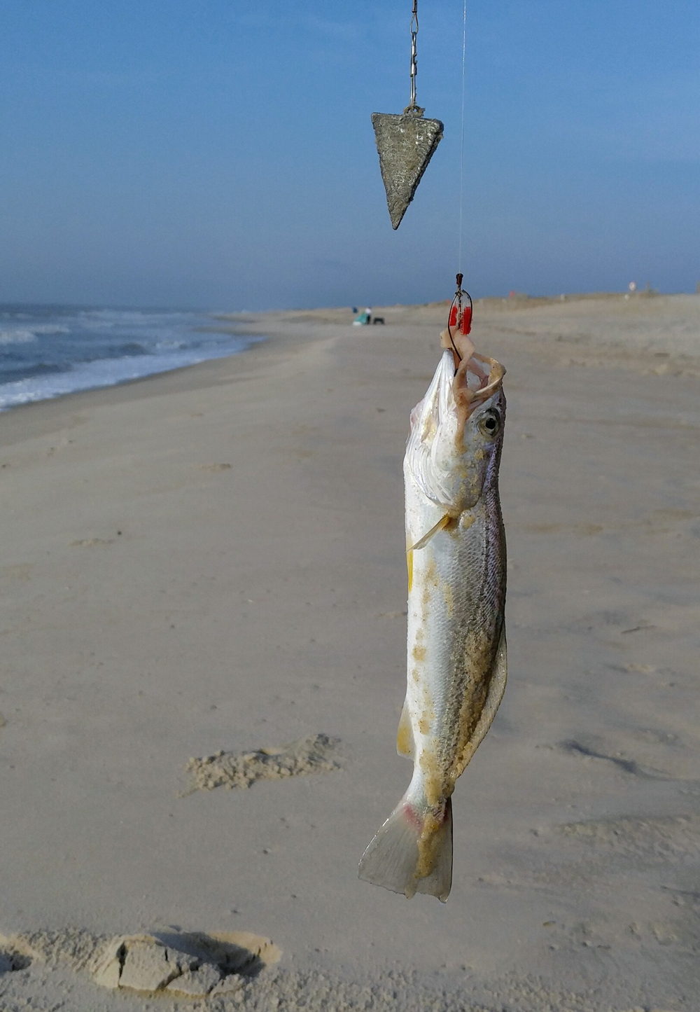 sea trout