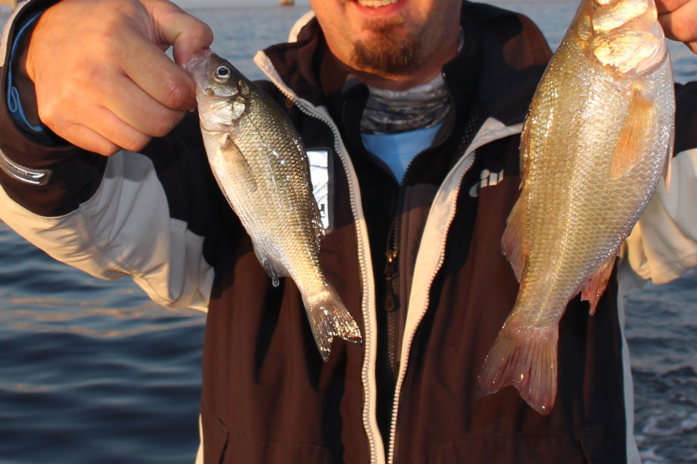 white perch chesapeake bay