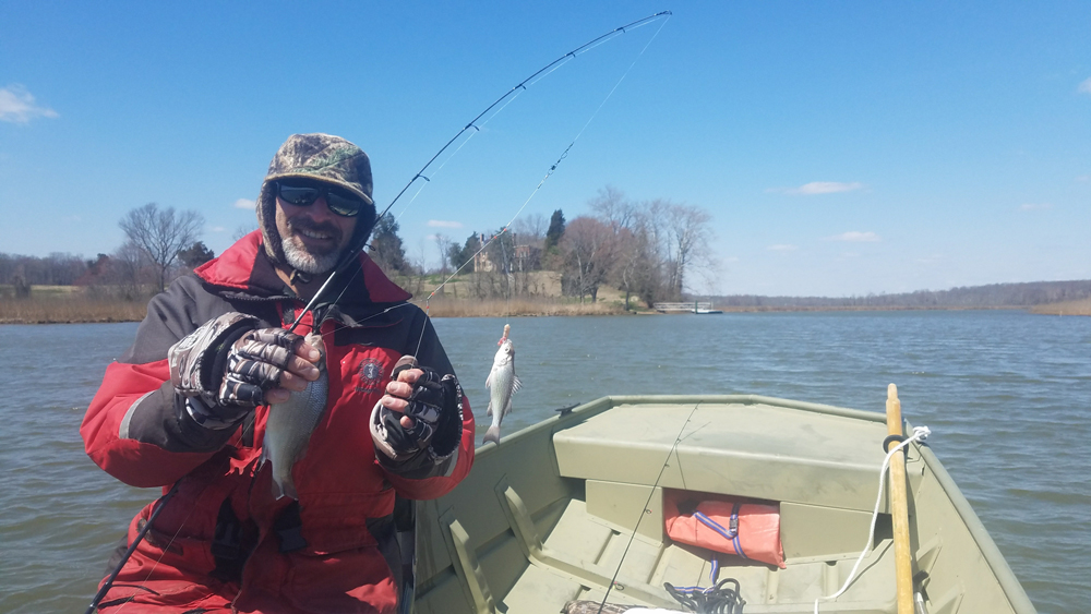 patuxent river white perch