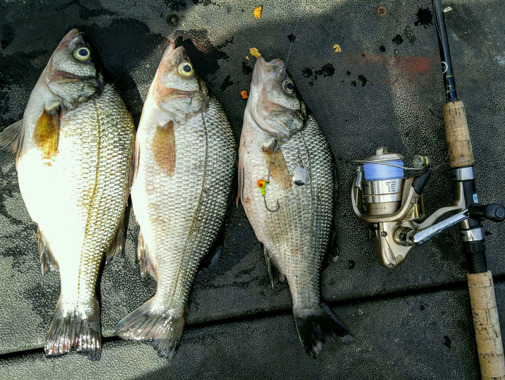 white perch