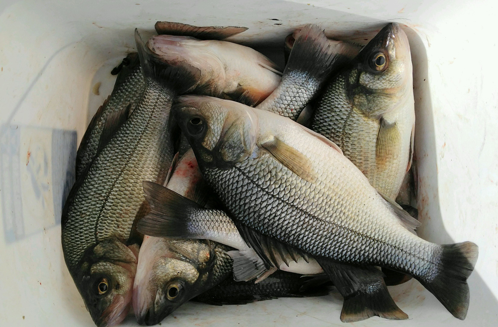 cooler of white perch