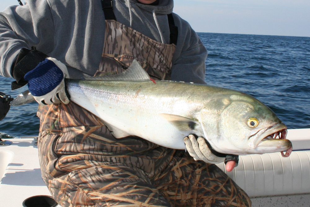 bluefish in winter