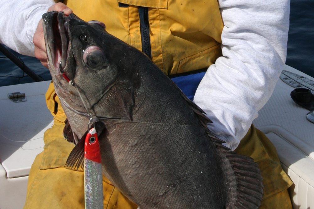 wreckfish off virginia