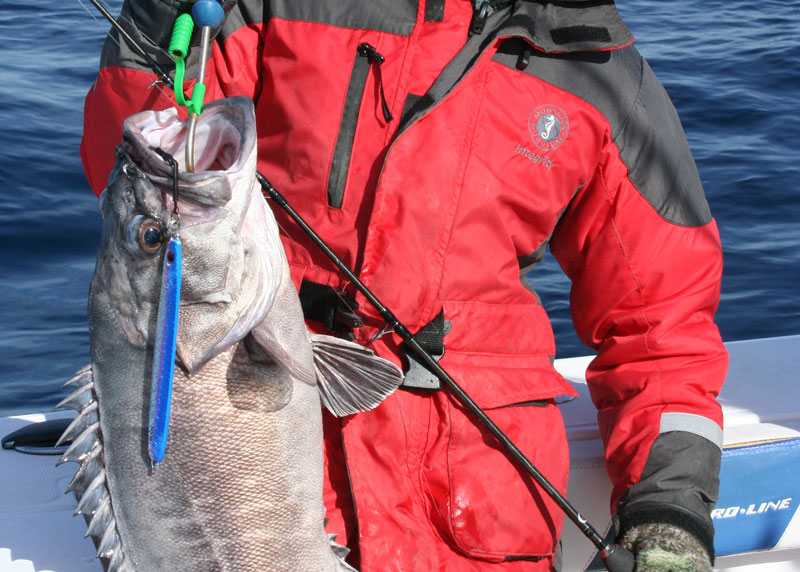 wreck fish in the ocean