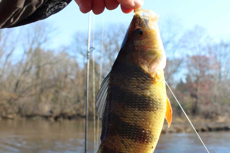 perch fish