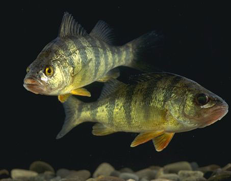 yellow perch fish