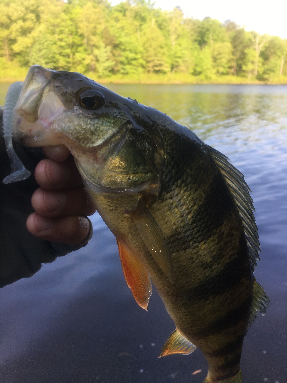 yellow perch fishing