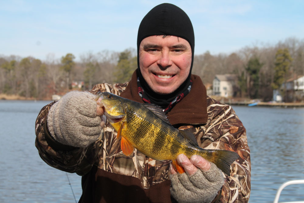 yellow perch fishing