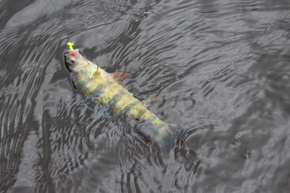 perch fishing in the upper bay