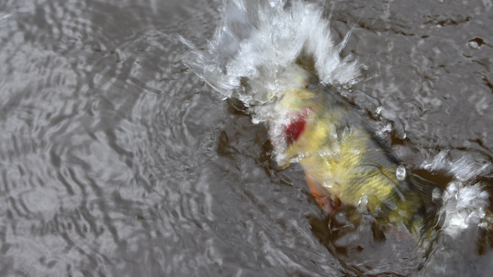 catching a yellow perch