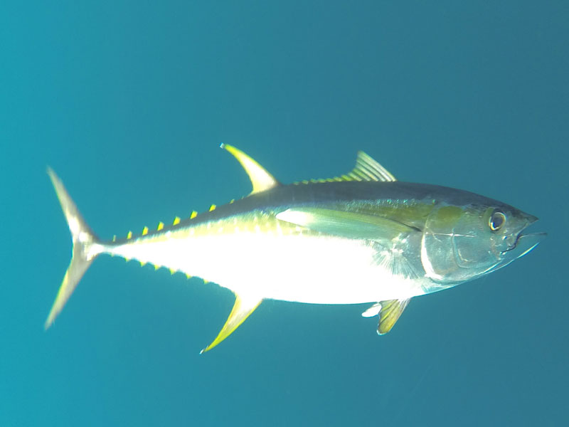 underwater picture of a swimming yellowfin tuna