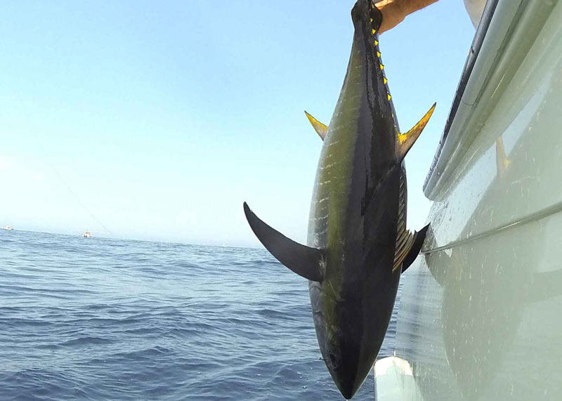 gaffing a yellowfin tuna