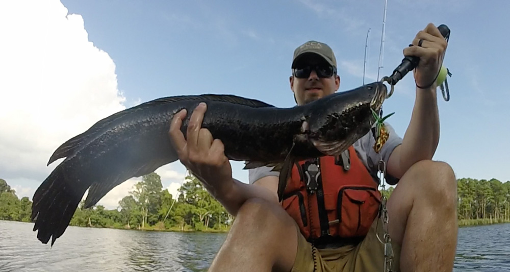 northern snakehead