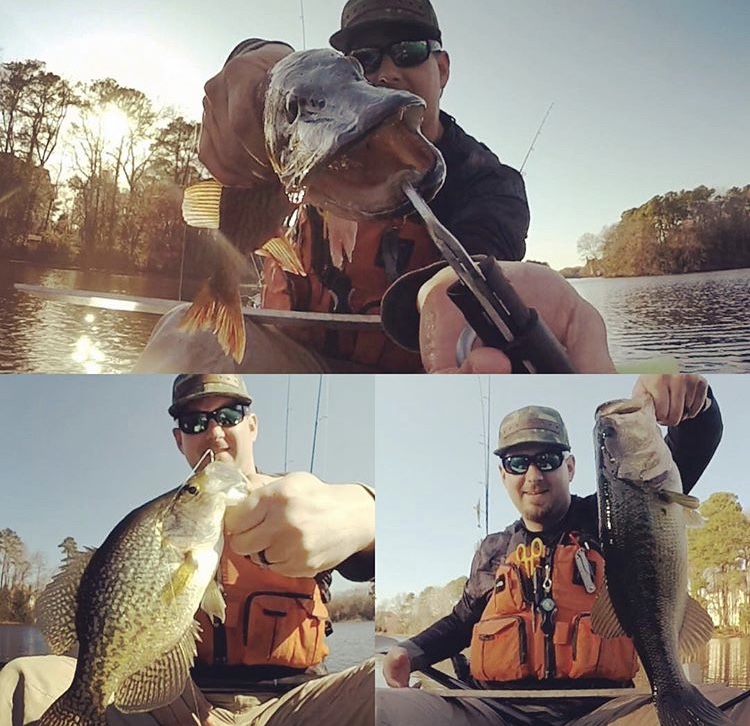 chain pickerel, crappie, and largemouth bass